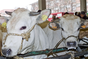 Elenco premi, regolamento di partecipazione e modulo d'iscrizione capi