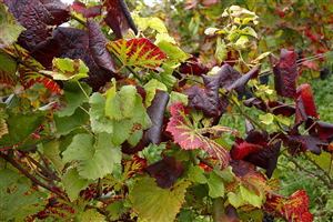 Flavescenza dorata della vite - Avviso secondo trattamento insetticida