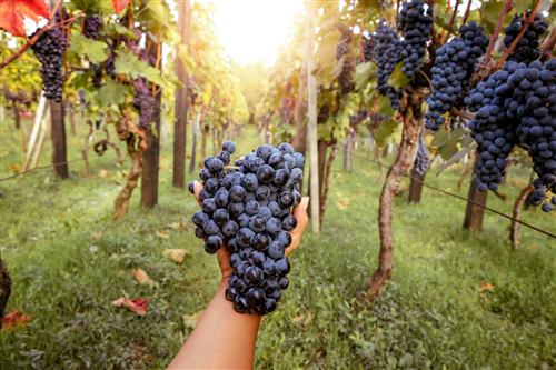 Vendemmia 2026